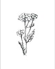 grafiki i ilustracje Zestaw dwóch grafik botanicznych 1