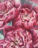 obrazy "Różowe piwonie" 36*51cm/ akwarela 7