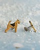 kolczyki ceramiczne Airedale terrier mini pieski- ceramiczne sztyfty 1