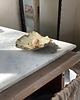 pojemniki na biżuterię Podstawka na Biżuterię Palo Santo Ceramiczna Muszelka Pistacjowa 3