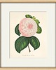 grafiki i ilustracje Zestaw Grafik Botanicznych Vintage 3