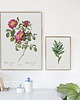 plakaty Rosa pumila - Plakat botaniczny - Retro 1