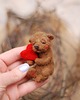 misie i maskotki Miś Miniaturka- Śpioch 1