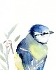 obrazy Oryginalna akwarela. Sikora modraszka 2