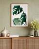 fotografia PLAKAT MONSTERA LIŚCIE BOTANICZNY z monsterą 6