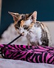Zabawki dla zwierząt Zabawka dla kota kopacz kick & hug ze sznureczkami i kocimiętką ZEBRA RÓŻOWA 7