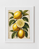 grafiki i ilustracje PLAKAT  grafika botaniczna  vintage cytryny 5