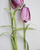 inne Dekoracja botaniczna, obraz - szachownica kostkowata 3