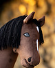 zabawki - inne Hobby Horse + ogłowie skórzane + wodze 6