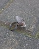 pierścionki - różne Sopelek - pierścionek regulowany 2