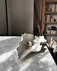 pojemniki na biżuterię Podstawka na Biżuterię Palo Santo Ceramiczna Muszla Satin White 4