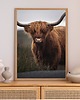 fotografia PLAKAT szkocka krowa HIGHLANDS Szkocja 4