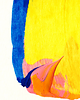 obrazy Obraz abstrakcja w ramce 27x27. Blood orange 2