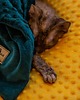 legowiska dla psów i kotów Kocyk CHILLOUT dla psa i kota, dwustronny, miękki materiał minky, musztardowy 4