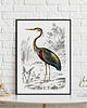 plakaty Plakat Ptak vintage 1