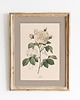 plakaty Autorskie ilustracje botaniczne A3 1