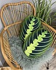 poduszki z grafiką Poduszka Liść Maranta Lemon Lime Poduszkownia 1
