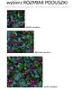 poduszki z grafiką Poszewka na PODUSZKĘ 50x60cm w autorski print NENUFARY lilie wodne i ważki 8