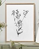 grafiki i ilustracje Rumianek 30x40  - grafika botaniczna 1