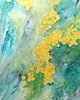 obrazy Akwarela Kwiaty mimosy oryginalny obraz 300g A3 30x42 cm 1