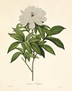 grafiki i ilustracje Rysunek kwiaty grafika  peonie magnolia 2