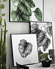 plakaty Plakat Calathea 3