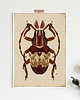 plakaty Żuk, plakat botaniczny, plakat boho, plakat żuk, plakat owady 3