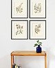 grafiki i ilustracje Zestaw Grafik Botanicznych Vintage 3