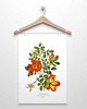 plakaty RÓŻA RÓŻOWA  plakat  A4, A3 (lub 30x40cm) 1