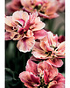 fotografia Tulipany III 1