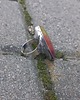 pierścionki - różne Barwnik - pierścionek regulowany 3