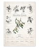 kalendarze i plannery Botaniczny kalendarz wiszący. Naturalnie DRZEWA. 1