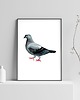 grafiki i ilustracje Plakat Gołąb 2