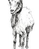 grafiki i ilustracje Koza 2