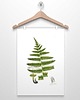 plakaty PAPROTKA paproć plakat  A4,A3, 30x40 2