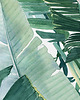 grafiki i ilustracje Palma  - ilustracja botaniczna 2