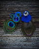 klipsy Peacock Eye-klipsy soutache 3