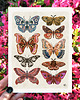 plakaty Motyle i ćmy plakat, plakat botaniczny, motyle 1