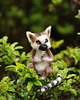 figurki i rzeźby Baby Lemur- zamówienie indywidualne 3