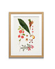 grafiki i ilustracje PLAKATY  botaniczne vintage ryciny kwiaty 2