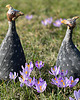figurki i rzeźby Kuraraki ceramiczne 1