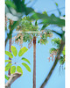 fotografia Palmy 1