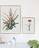 plakaty Bromelia  - Plakat botaniczny - Retro 1