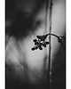 fotografia Czarno białe maliny 1