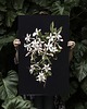 plakaty Plakat Black Flower 5