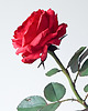 dodatki - różne Realistyczna czerwona róża z papieru - jak żywa - prezent premium 7