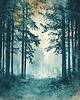 plakaty Plakat - Deep forest 2 2