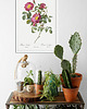 plakaty Rosa pumila - Plakat botaniczny - Retro 2