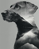 plakaty Plakat - Best Homboy 1