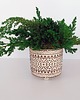 doniczki Doniczka z roślinami stabilizowanymi mech - bonsai duży 1
